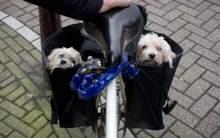 Hoe noem ik mijn gekloonde huisdier?
