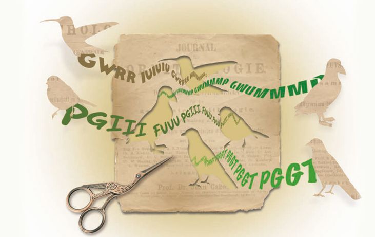 Hoe geef je vogelgeluiden weer in letters?