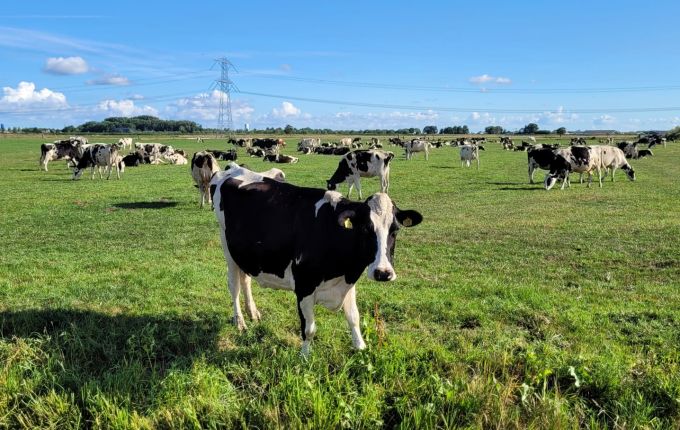 Meer weten over koeientaal