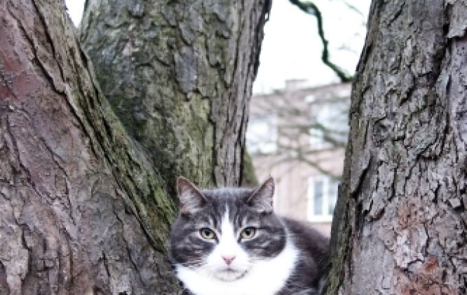 Waarom ‘poes’ makkelijker is dan ‘soep’