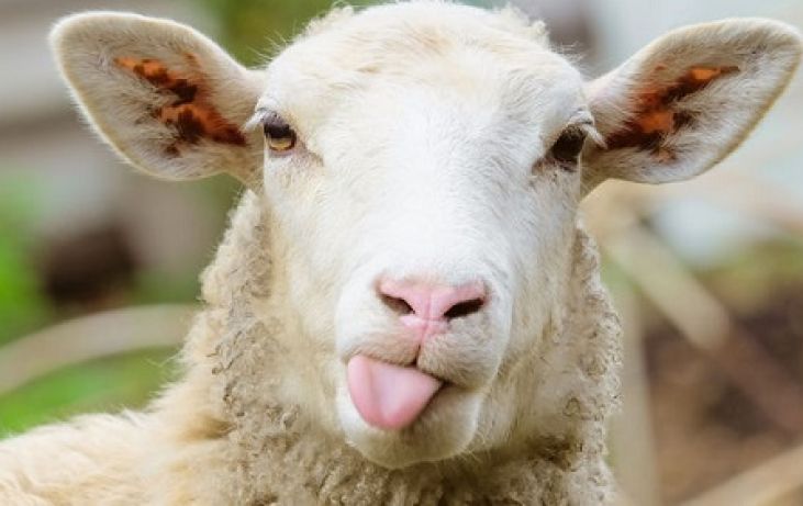 Over ‘schreeuwen’, ‘scheren’ en ‘blaten’