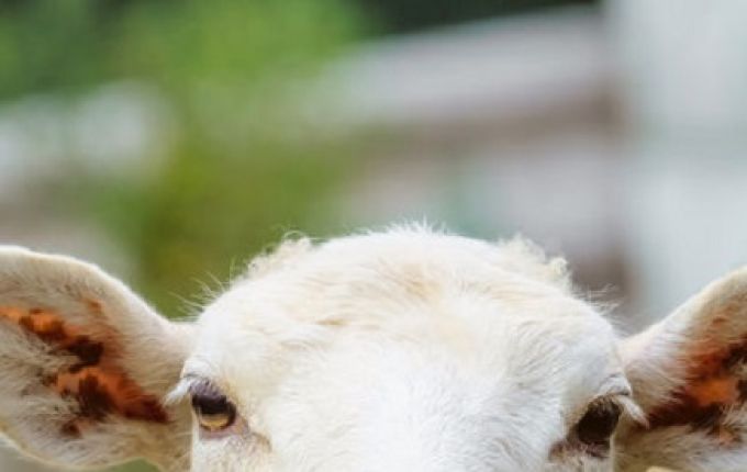 Over ‘schreeuwen’, ‘scheren’ en ‘blaten’