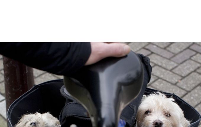 Hoe noem ik mijn gekloonde huisdier?